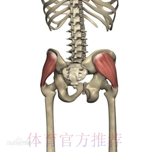 官方:克罗斯左臀中肌受伤 具体伤缺时间待定 官方:克罗斯左臀中肌受伤 具体伤缺时间待定